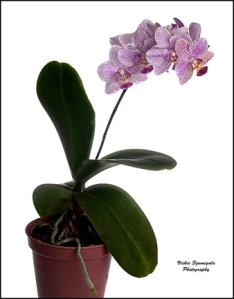 vszumigala-orchid-1